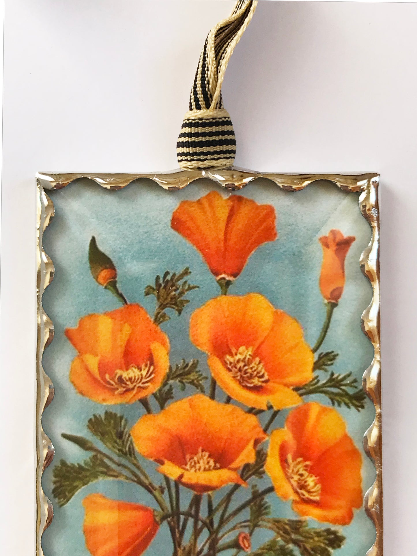 Colorful California Poppy